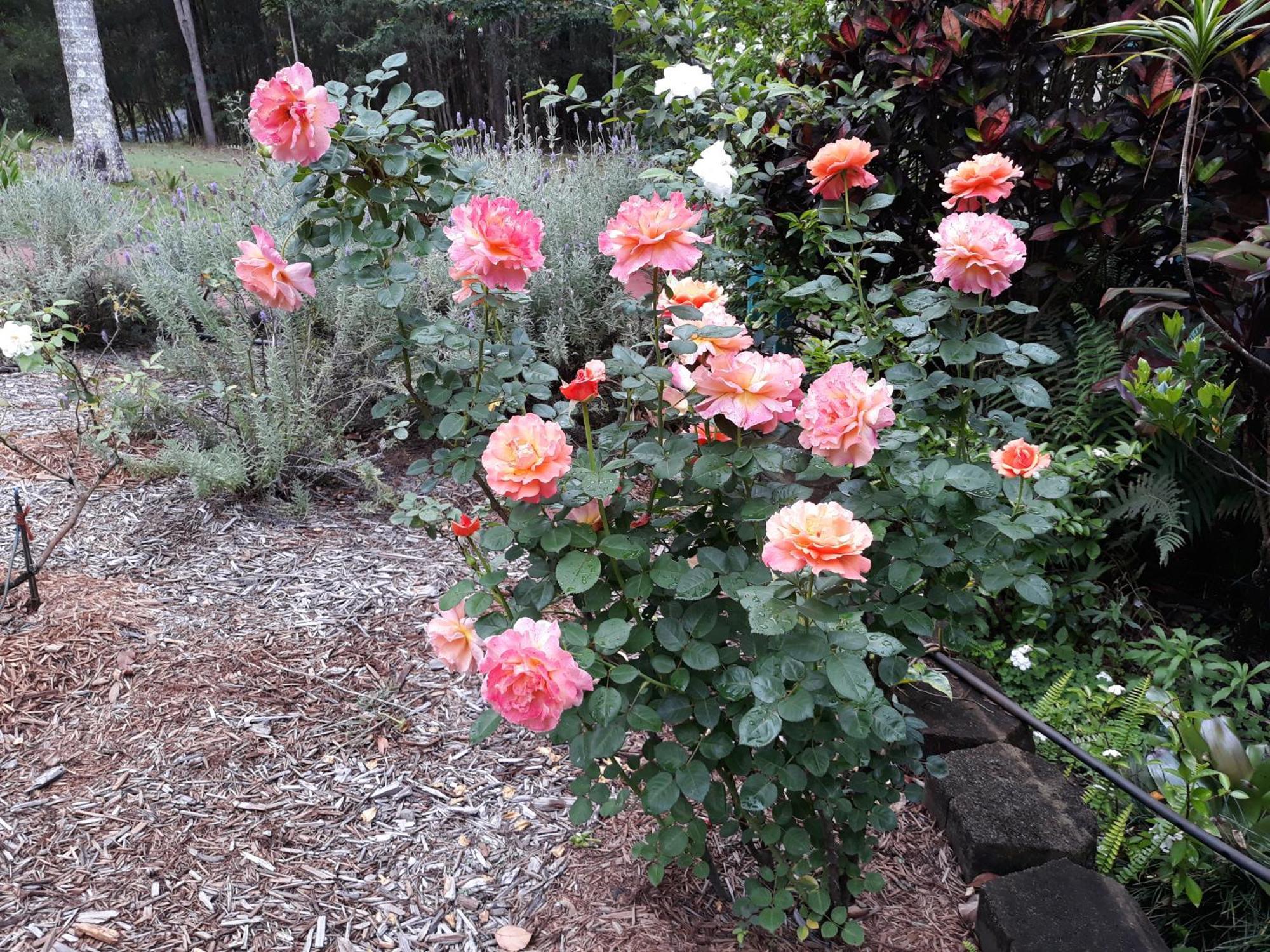 Riviera Bed & Breakfast Gold Coast Esterno foto